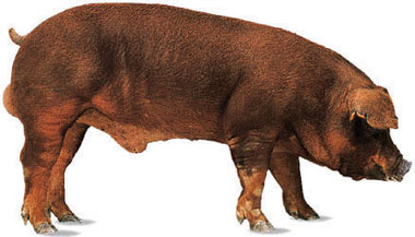 duroc